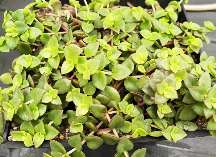 Cutting – Crassula Dianne - Image 4