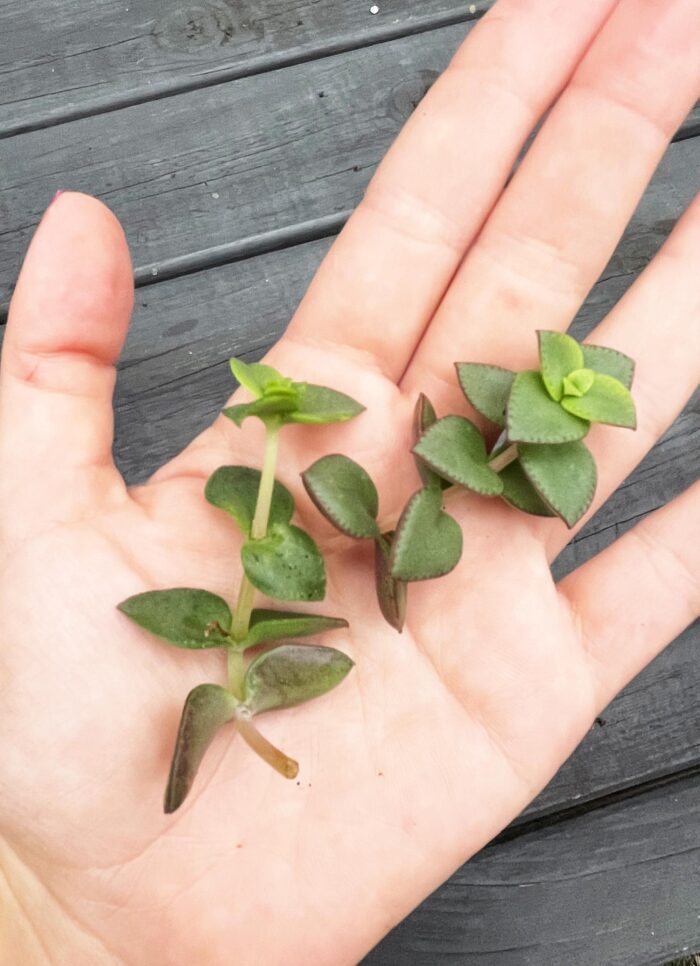 Cutting – Crassula Dianne - Image 2