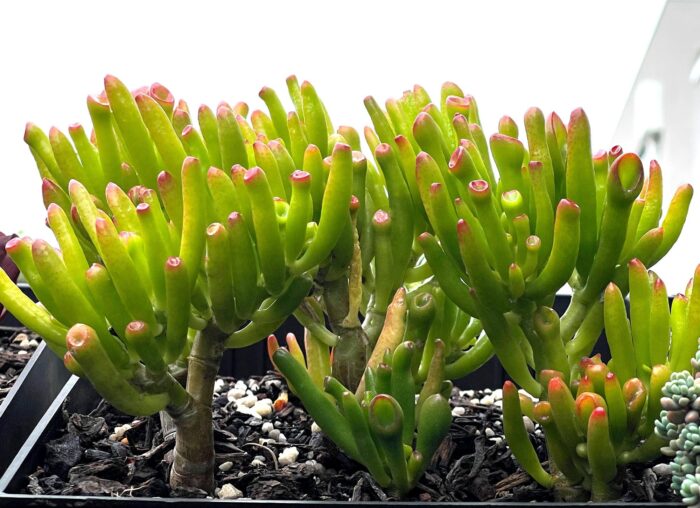 Cutting – Crassula Ovata 'Ladyfingers' - Image 9