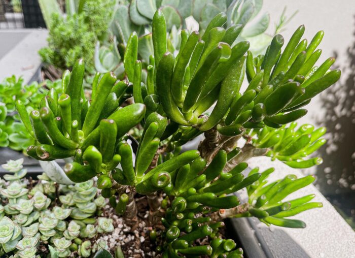 Cutting – Crassula Ovata 'Ladyfingers'