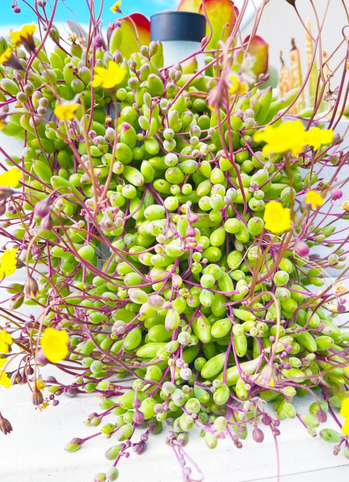 Cutting – Othonna Capensis 'Ruby Necklace' - Image 2