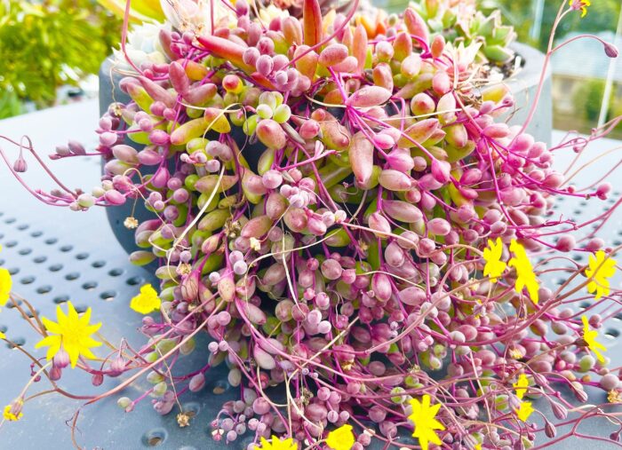 Cutting – Othonna Capensis 'Ruby Necklace'