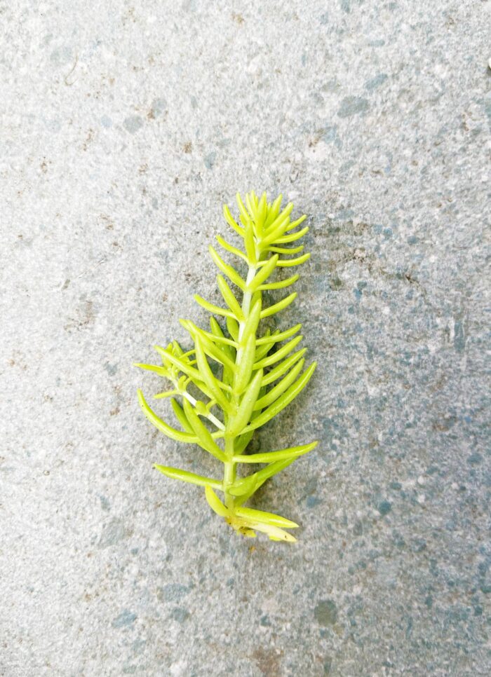 Cutting – Sedum 'Gold Mound' - Image 3
