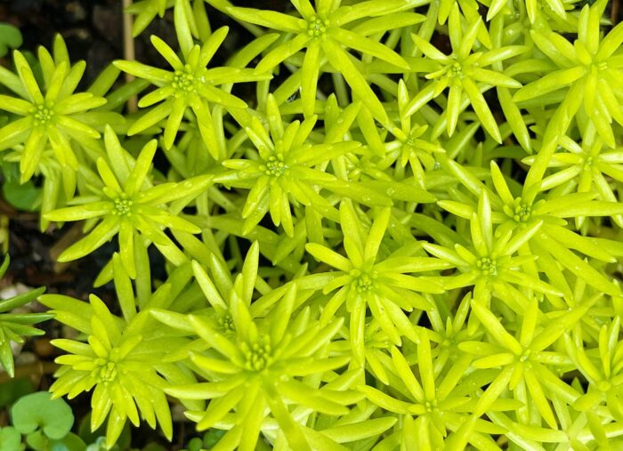 Cutting – Sedum 'Gold Mound'