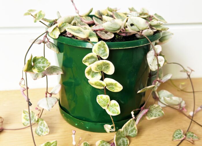Variegated Chain of Hearts - 13cm Potted Plant - Image 4