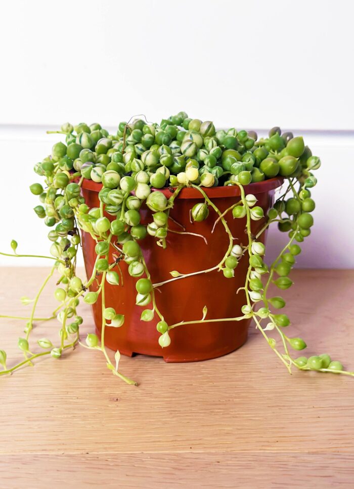 Variegated String of Pearls, Senecio Rowleyanus Variegata – 10cm Potted Plant