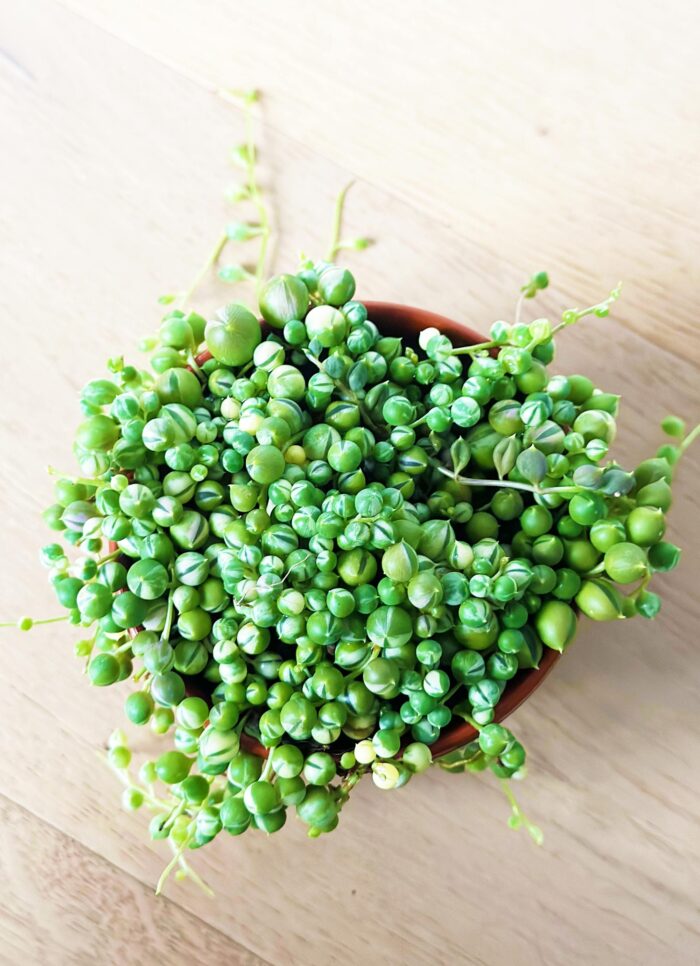 Variegated String of Pearls, Senecio Rowleyanus Variegata – 10cm Potted Plant - Image 2