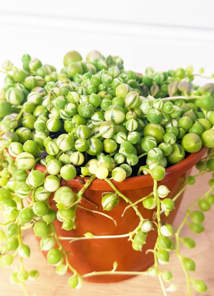 Variegated String of Pearls, Senecio Rowleyanus Variegata – 10cm Potted Plant - Image 3