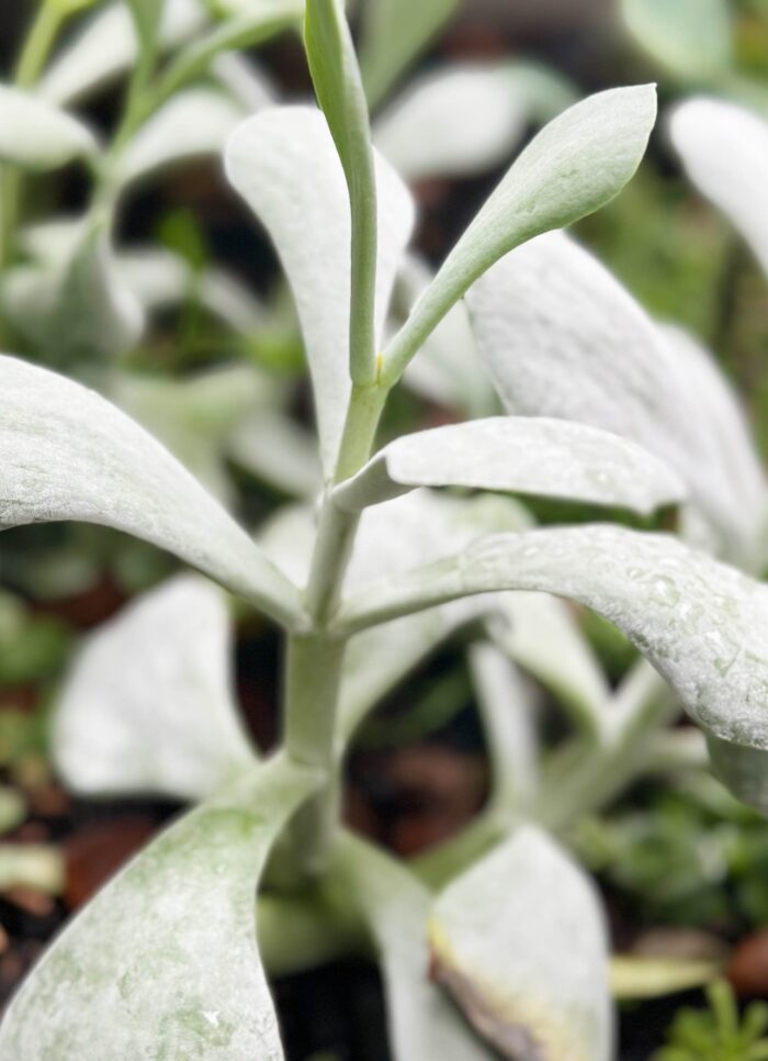 Cutting – Cotyledon Orbiculata ‘Silver Dollar’ - Image 3