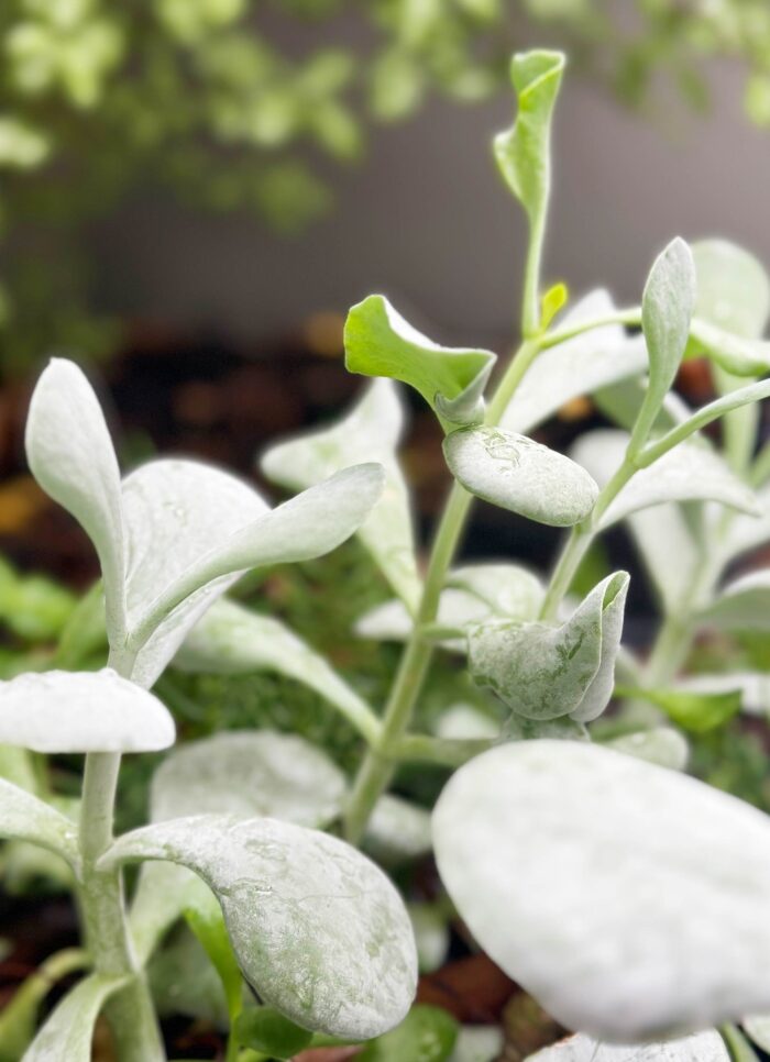 Cutting – Cotyledon Orbiculata ‘Silver Dollar’ - Image 2