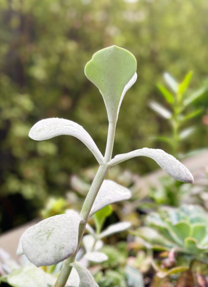 Cutting – Cotyledon Orbiculata ‘Silver Dollar’ - Image 4