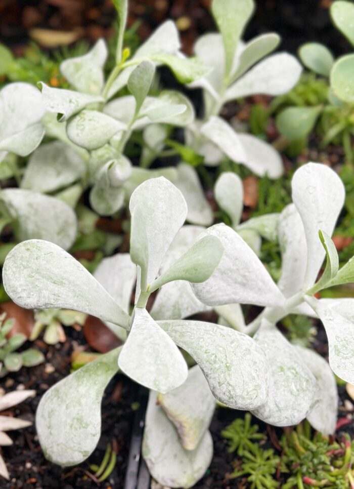 Cutting – Cotyledon Orbiculata ‘Silver Dollar’