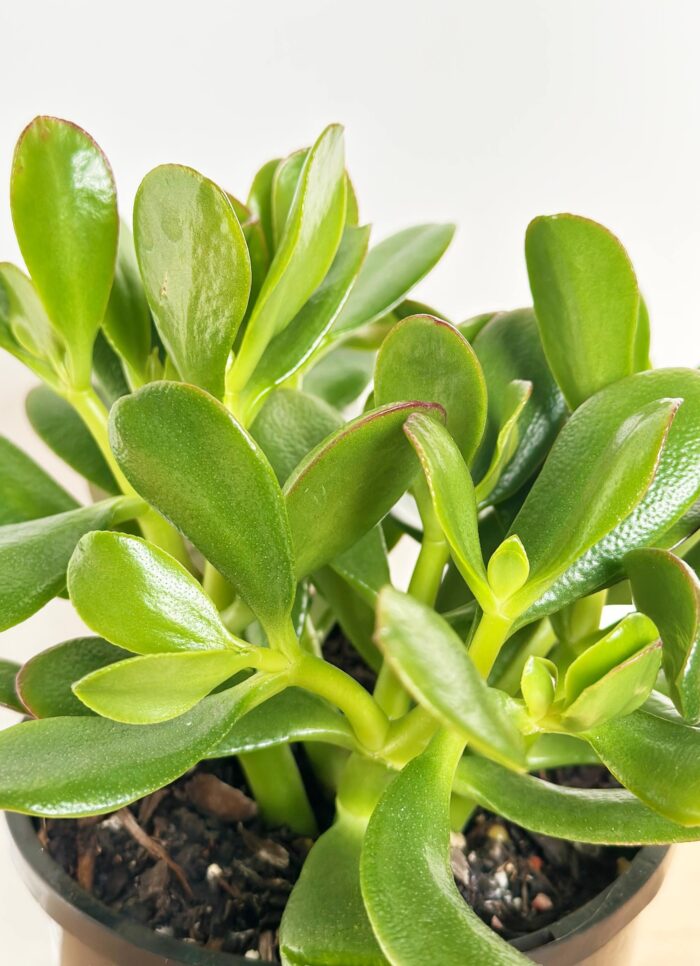 Cutting – Crassula Ovata 'Pink Beauty'