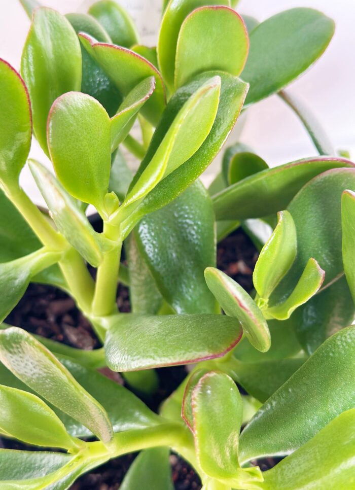 Cutting – Crassula Ovata 'Pink Beauty' - Image 3
