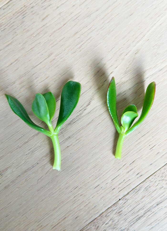 Cutting – Crassula Ovata 'Pink Beauty' - Image 4
