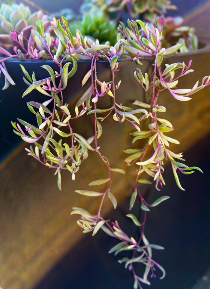 Cutting – Othonna Capensis 'Opal Necklace' - Image 4