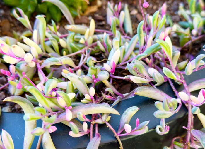 Cutting – Othonna Capensis 'Opal Necklace'