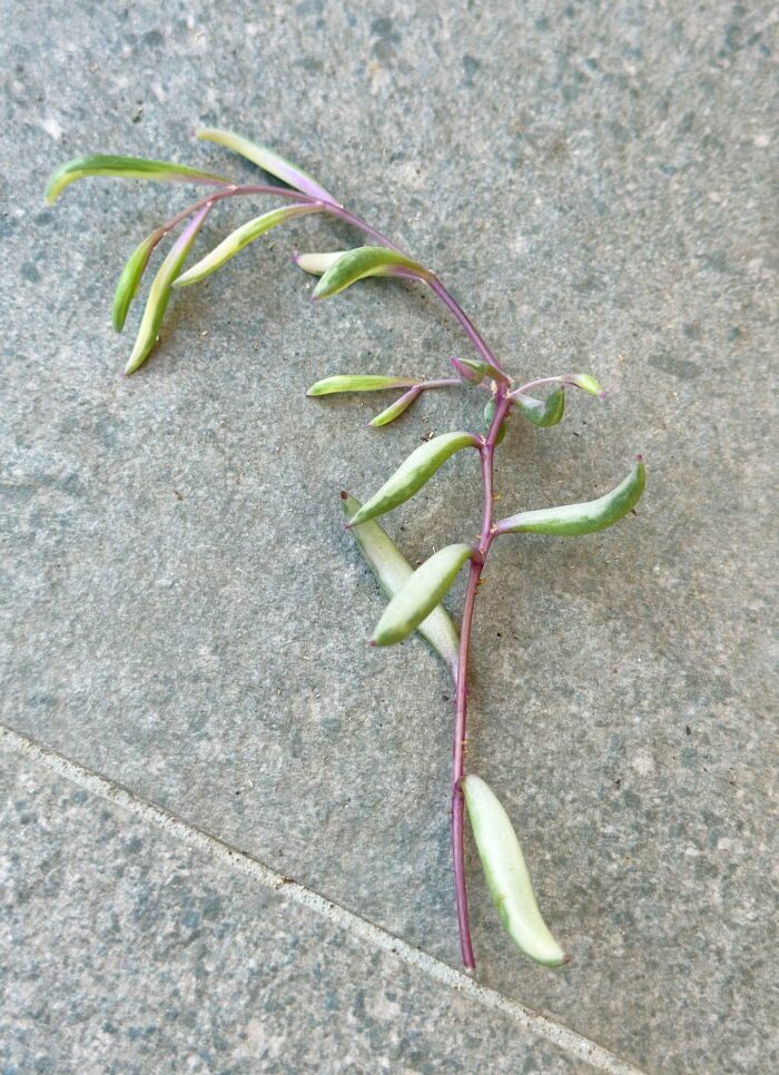 Cutting – Othonna Capensis 'Opal Necklace' - Image 5