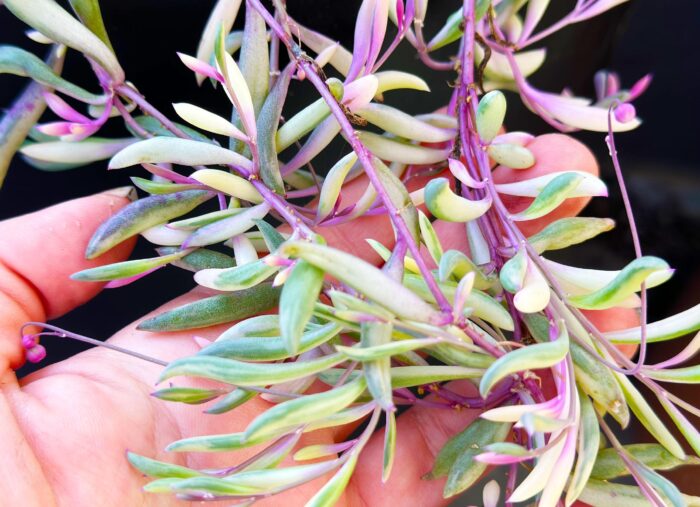 Cutting – Othonna Capensis 'Opal Necklace' - Image 2