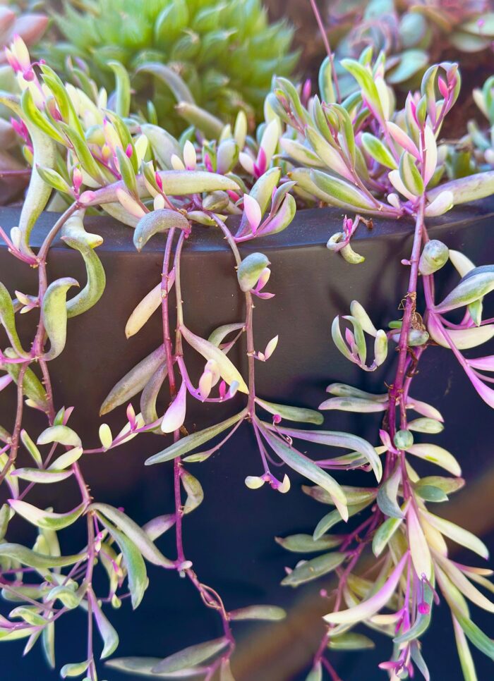 Cutting – Othonna Capensis 'Opal Necklace' - Image 3