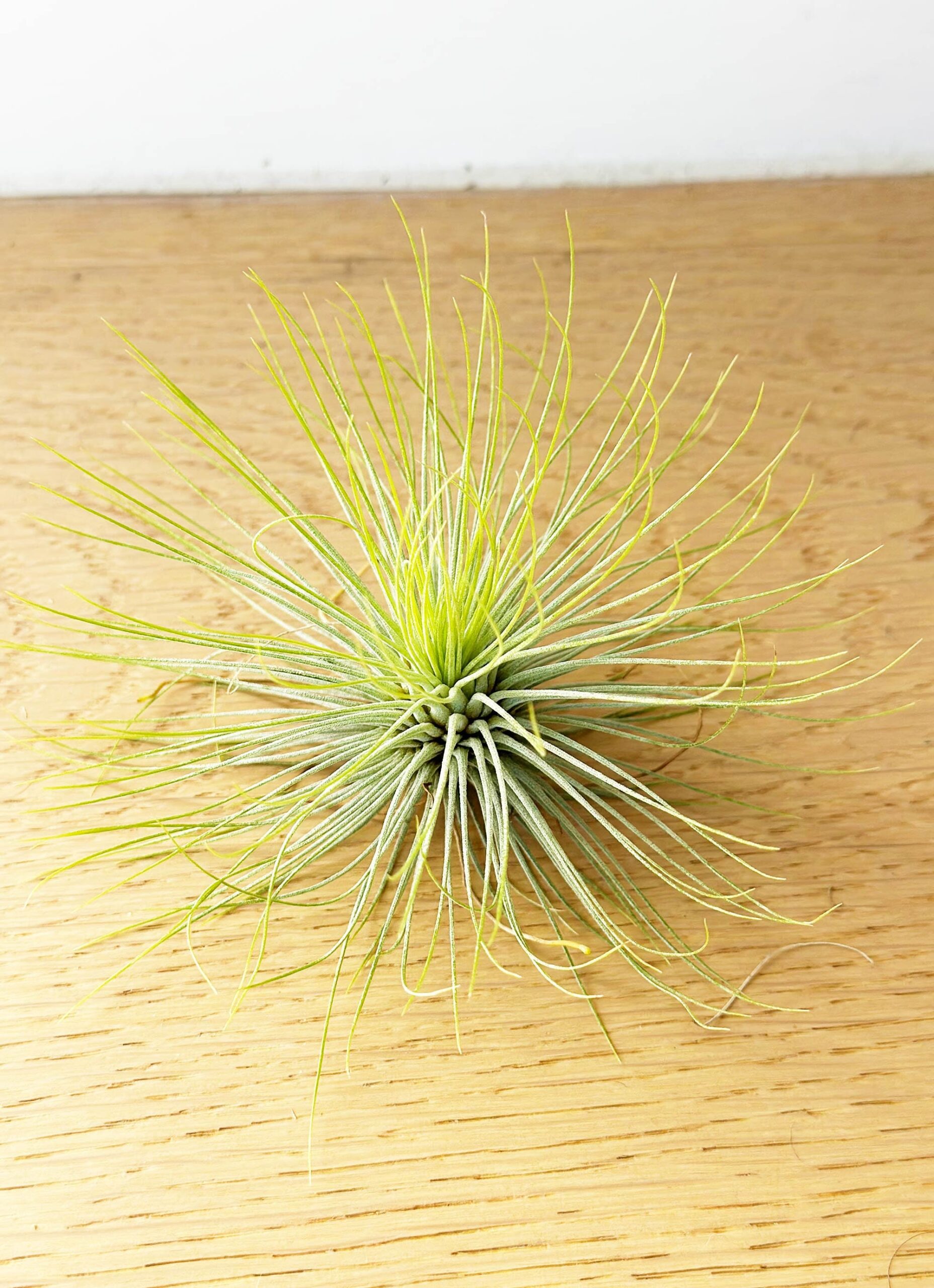 Tillandsia 'Andreana' – Small Air Plant - Image 2