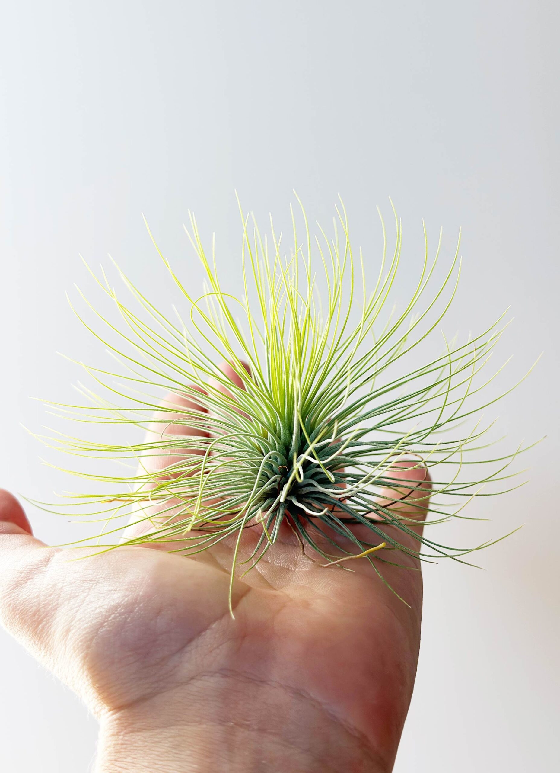Tillandsia 'Andreana' – Small Air Plant