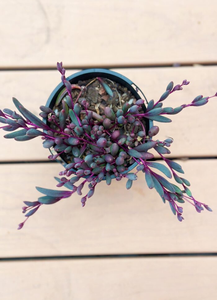 Ruby Necklace, Othonna Capensis – 10cm Potted Plant - Image 2