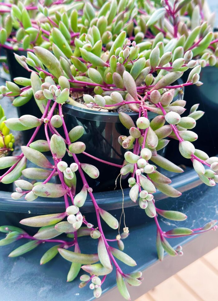 Ruby Necklace, Othonna Capensis – 10cm Potted Plant - Image 4