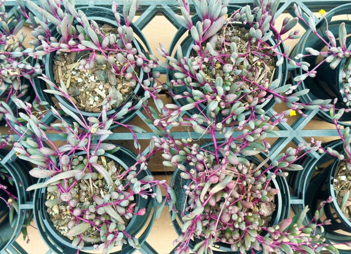 Ruby Necklace, Othonna Capensis – 10cm Potted Plant - Image 5