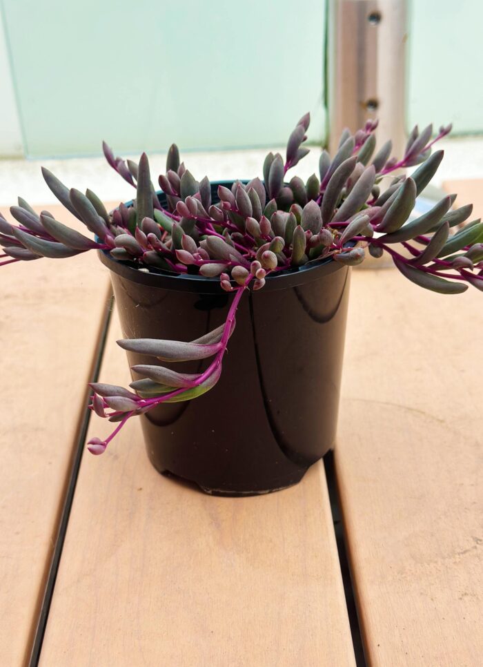 Ruby Necklace, Othonna Capensis – 10cm Potted Plant - Image 3