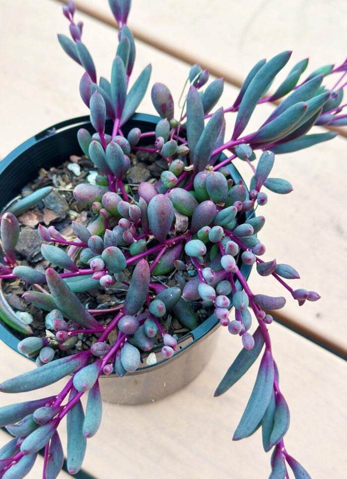Ruby Necklace, Othonna Capensis – 10cm Potted Plant