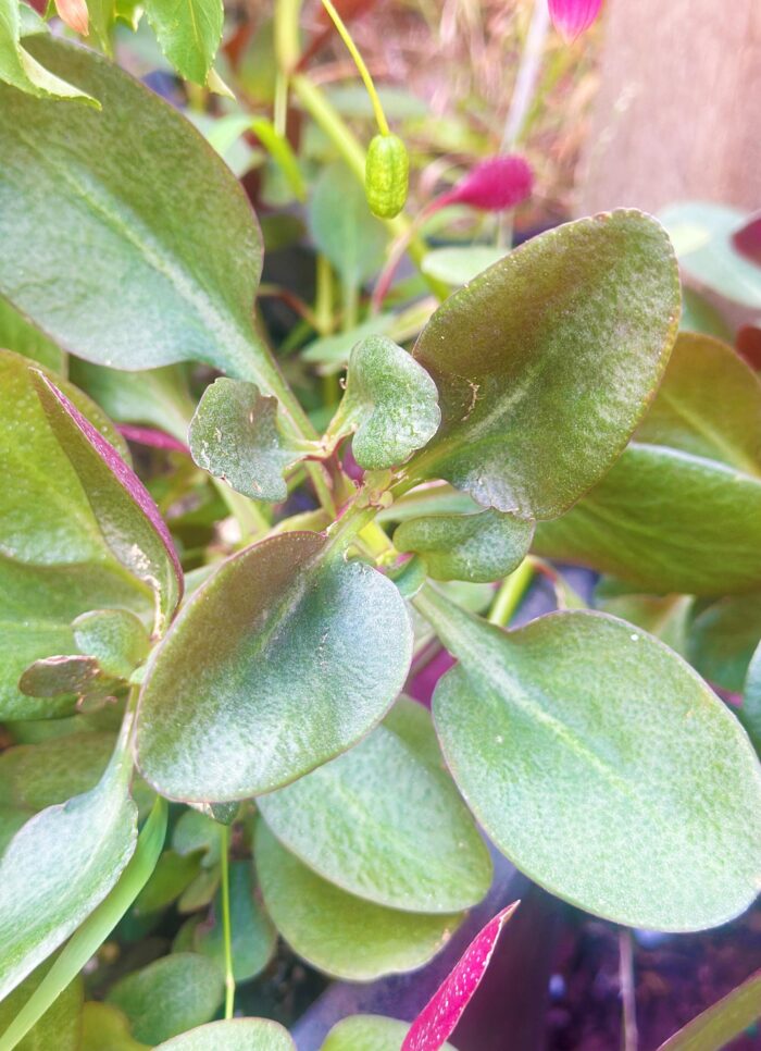 Cutting – Crassula Multicava 'Purple Dragon' - Image 2
