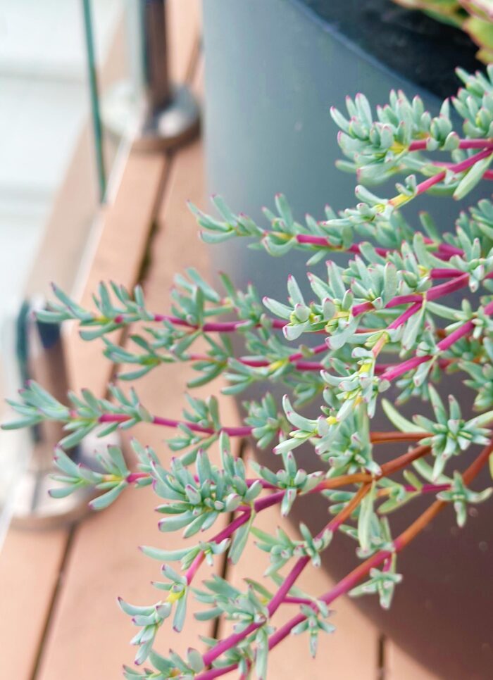 Cutting – Lampranthus sp. Creeping Ice Plant - Image 2