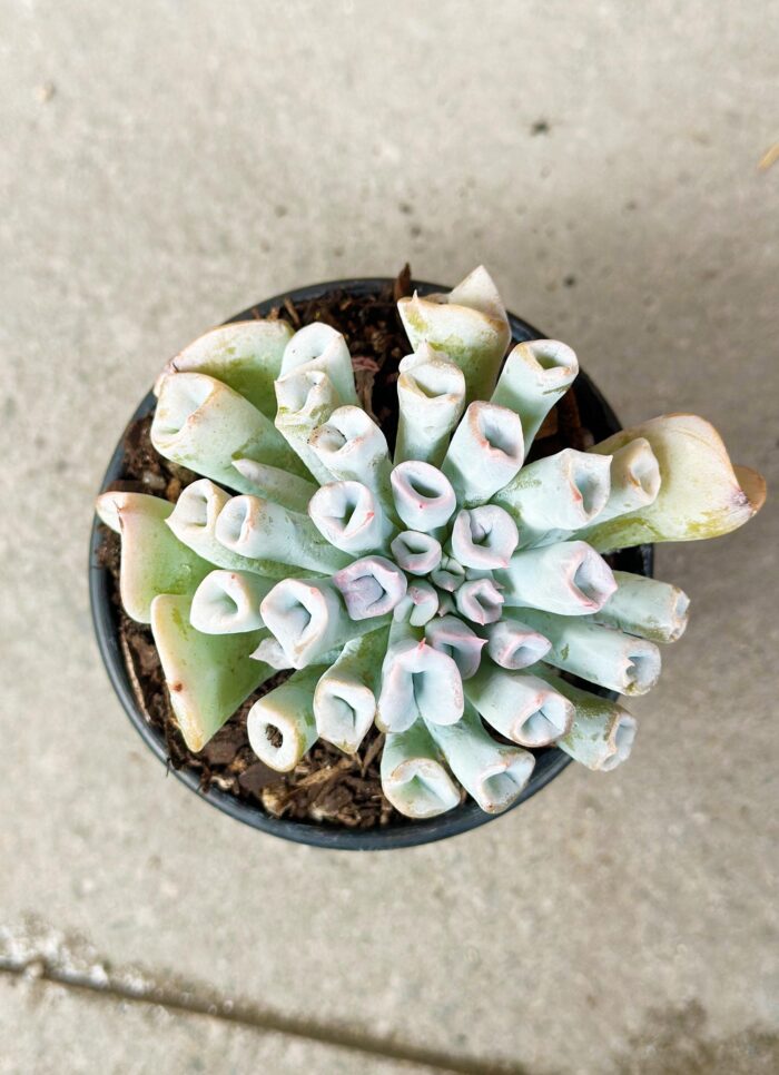 Echeveria Trumpet Pinky (Blue Form) - Potted Plant