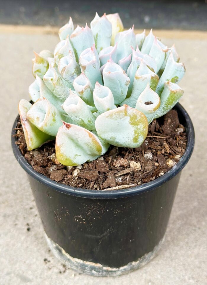 Echeveria Trumpet Pinky (Blue Form) - Potted Plant - Image 2
