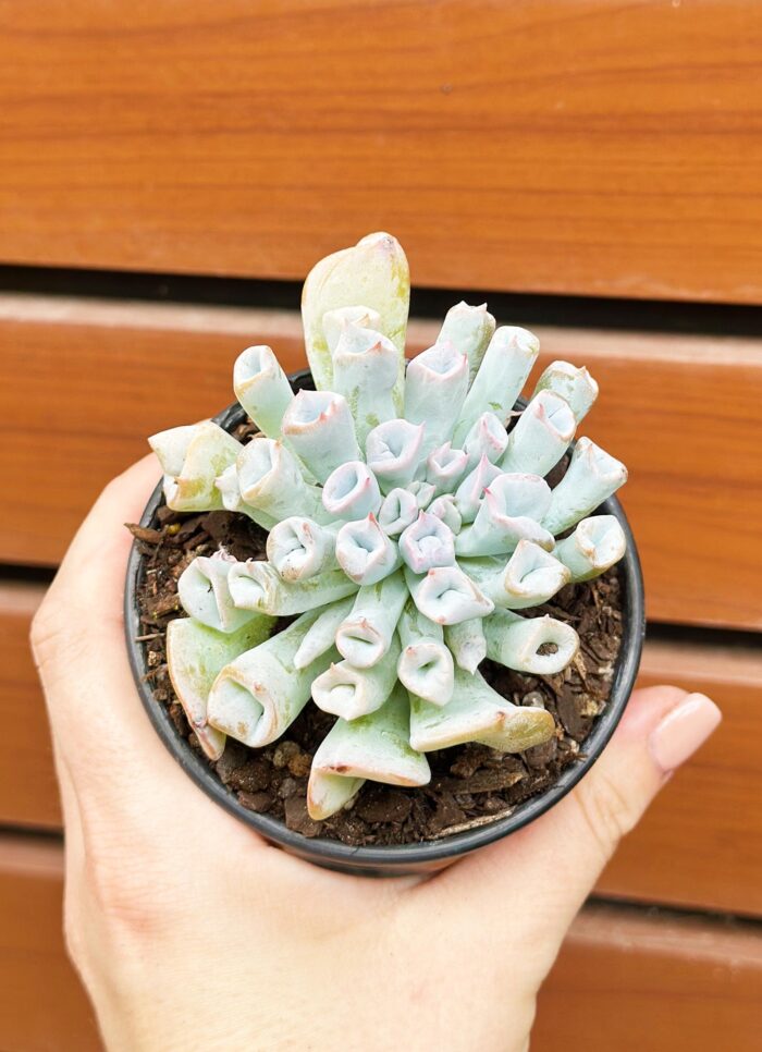 Echeveria Trumpet Pinky (Blue Form) - Potted Plant - Image 3