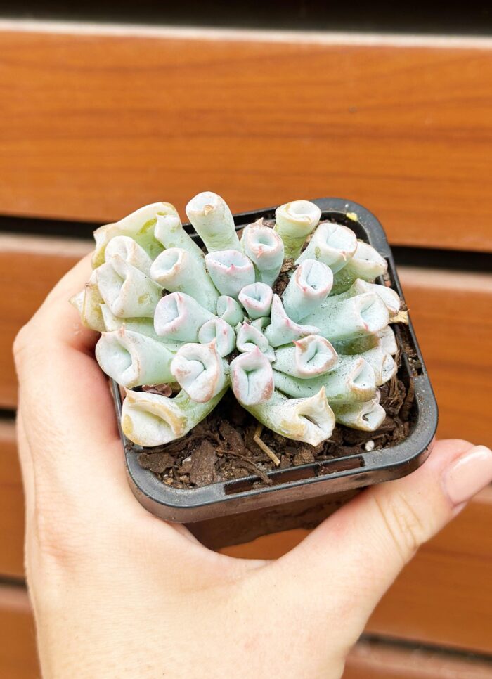 Echeveria Trumpet Pinky (Blue Form) - Potted Plant - Image 3