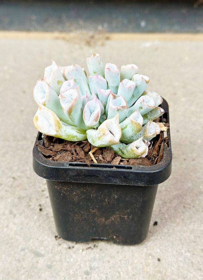 Echeveria Trumpet Pinky (Blue Form) - Potted Plant