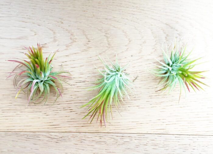 Tillandsia Ionantha 'Fuego' – Air Plant - Image 2
