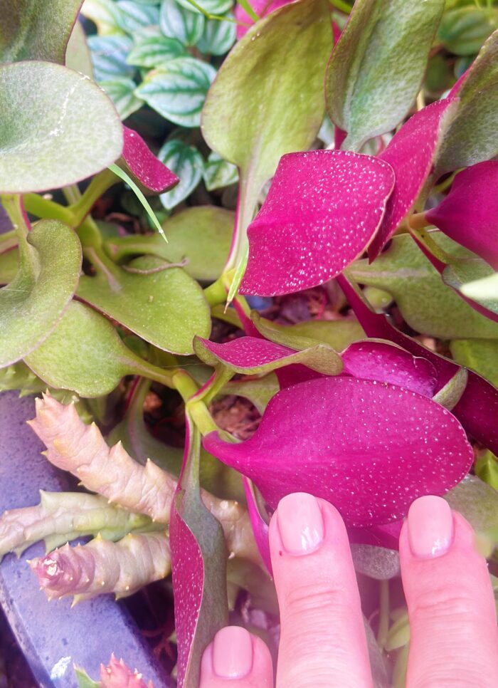 Cutting – Crassula Multicava 'Purple Dragon' - Image 3