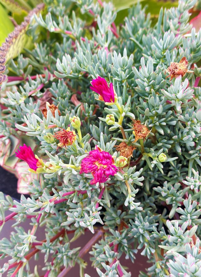 Cutting – Lampranthus sp. Creeping Ice Plant - Image 3