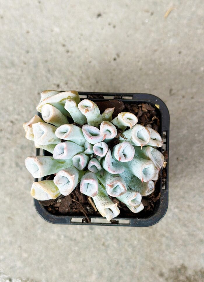 Echeveria Trumpet Pinky (Blue Form) - Potted Plant - Image 2