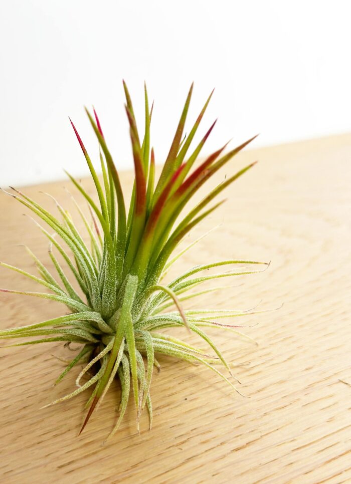 Tillandsia Ionantha 'Fuego' – Air Plant - Image 3