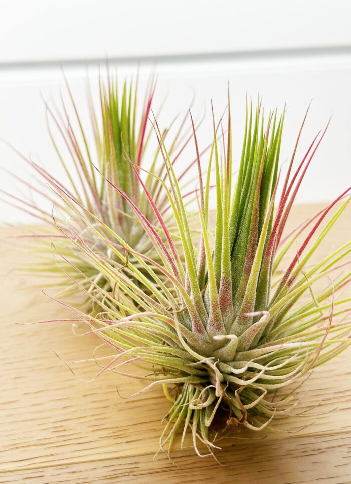 Tillandsia Ionantha – Air Plant