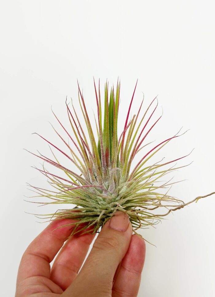 Tillandsia Ionantha – Air Plant - Image 2
