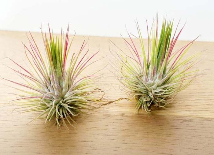 Tillandsia Ionantha – Air Plant - Image 3
