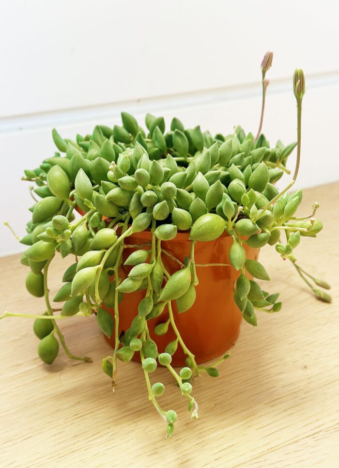 Senecio 'Angels Tears' – 10cm Potted Plant