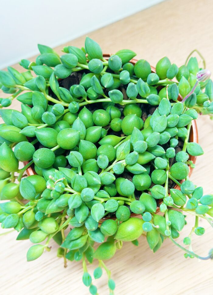 Senecio 'Angels Tears' – 10cm Potted Plant - Image 2