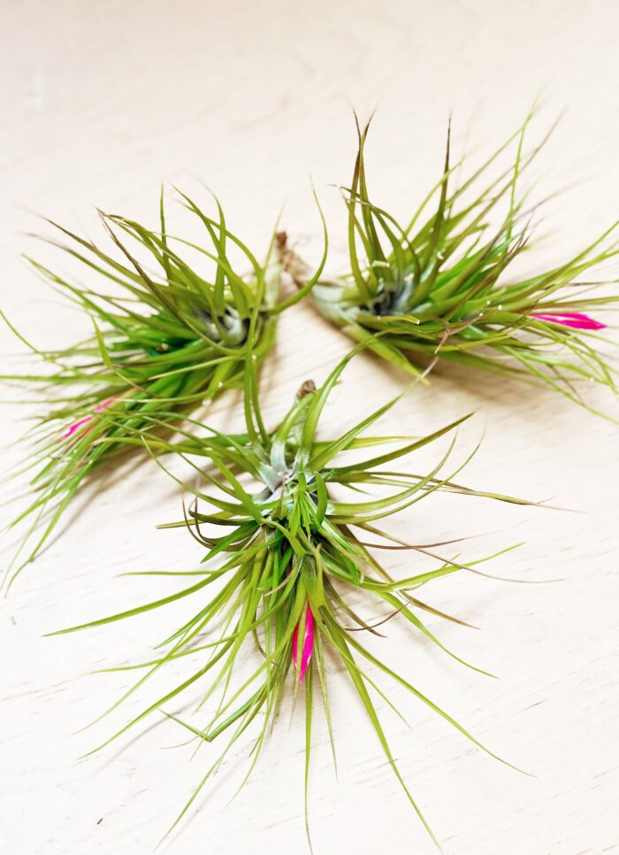 Tillandsia Tenuifolia – Air Plant - Image 3