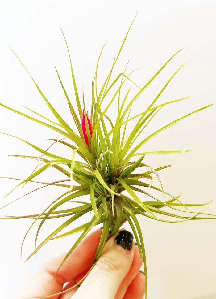 Tillandsia Tenuifolia – Air Plant